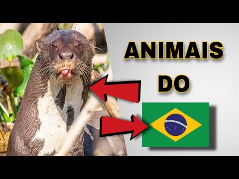 Quais são os animais sagrados no Brasil?