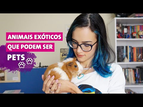 Quais são os melhores animais de estimação pequenos e fáceis de cuidar?