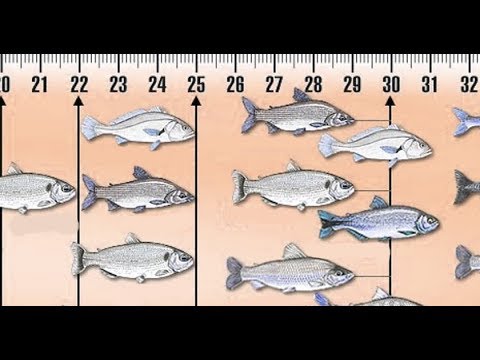 Quais são os melhores nomes de peixes do mar para comer?