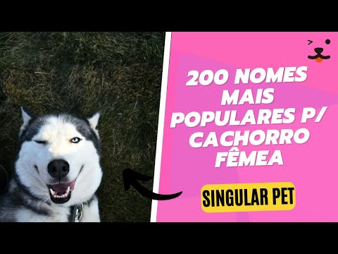 Quais são os melhores nomes para cachorras fêmeas?