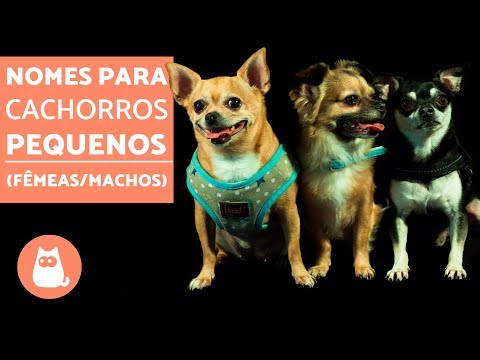 Quais são os melhores nomes para cachorras fêmeas pequenas?