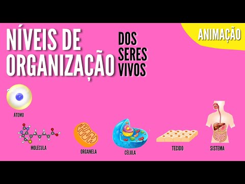 Quais são os níveis de organização dos seres vivos?