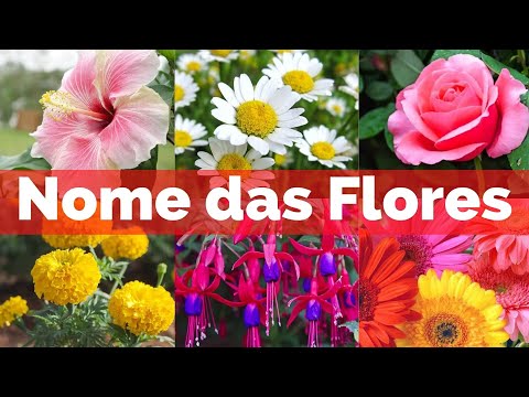 Quais são os nomes de flores com quatro letras?