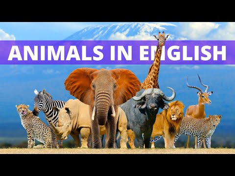 Quais são os nomes dos animais em inglês?