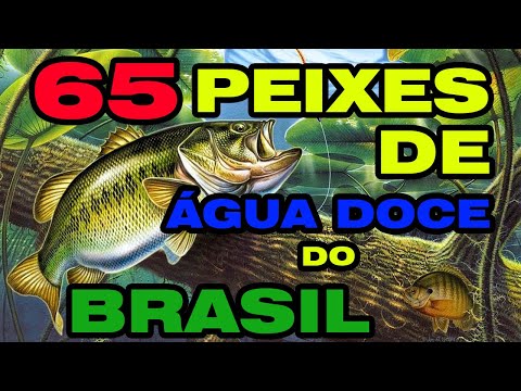 Quais são os peixes mais caros do Brasil para comer?