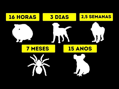 Qual animal consegue viver sem beber água?