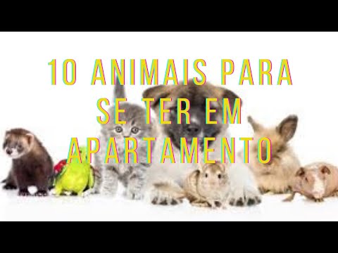 Qual animal de estimação dá menos trabalho?