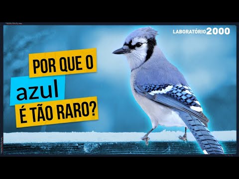 Qual é a cor mais rara do mundo?