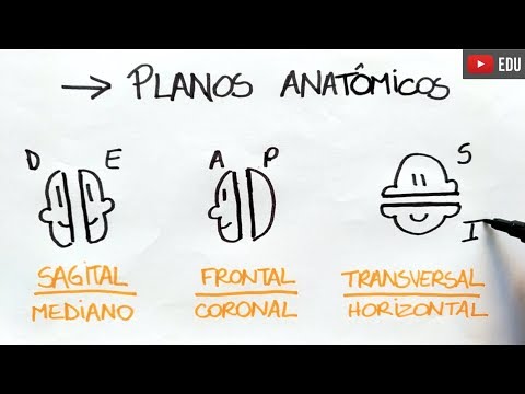 Qual é a diferença entre sentido longitudinal e transversal?