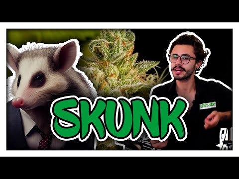 Qual é a diferença entre skunk e prensado?