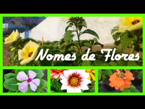 Qual é a flor com quatro letras?