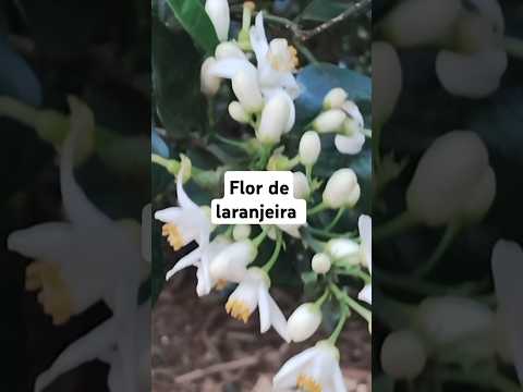 Qual é a flor mais cheirosa?