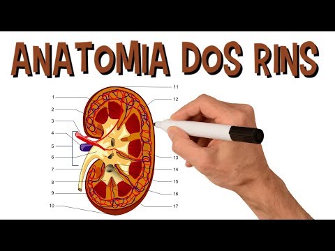 Qual é a unidade funcional do rim?