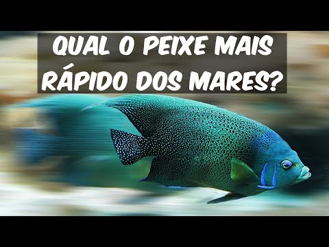 Qual é o animal aquático mais rápido?