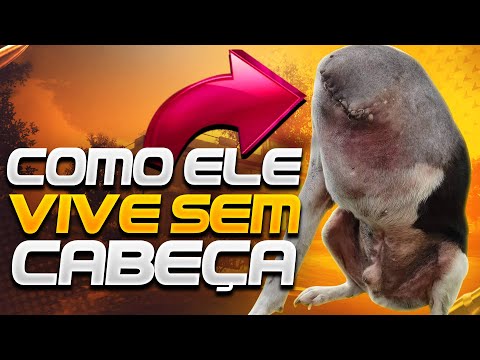 Qual é o animal mais limpo do mundo?