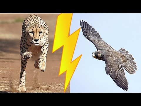 Qual é o animal mais rápido do planeta?