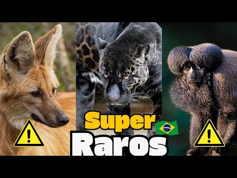 Qual é o animal mais raro do Brasil?