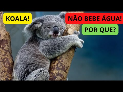 Qual é o animal que não bebe água?