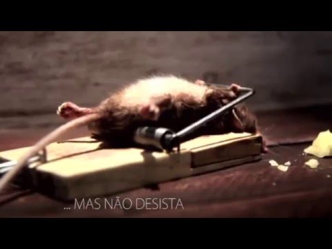 Qual é o animal que representa a resiliência?