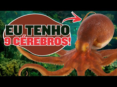 Qual é o bicho mais inteligente do mundo?