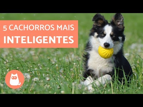 Qual é o cachorro mais inteligente do mundo?