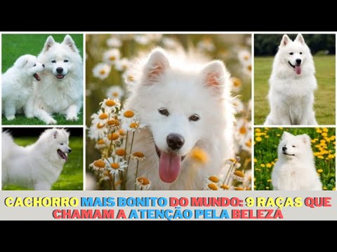 Qual é o cão mais bonito do mundo?