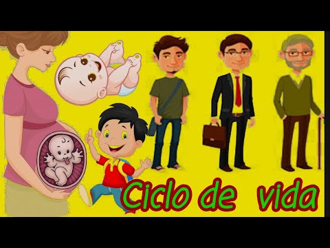 Qual é o ciclo de vida do ser humano?