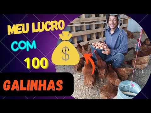 Qual é o lucro de 100 galinhas poedeiras?