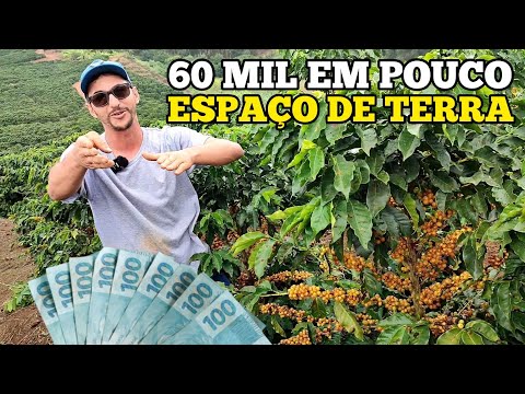 Qual é o lucro por saca de café?