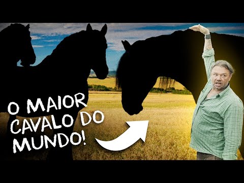 Qual é o maior cavalo do mundo?