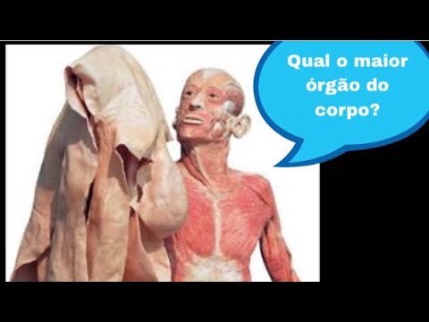 Qual é o maior órgão do corpo humano?