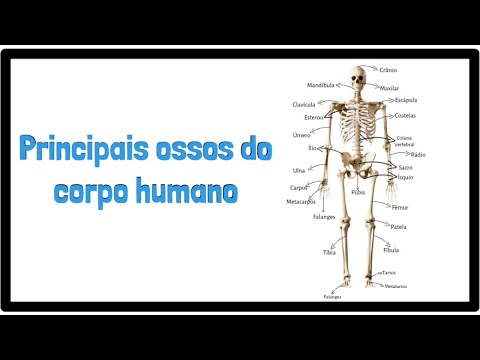 Qual é o maior osso do corpo humano?