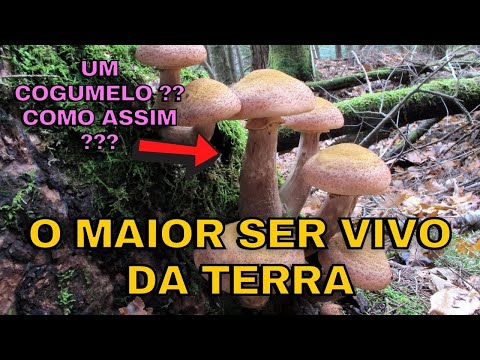 Qual é o maior ser vivo do mundo?