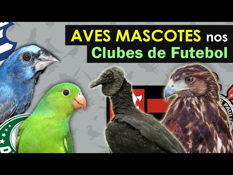 Qual é o mascote dos times de futebol do Brasil?