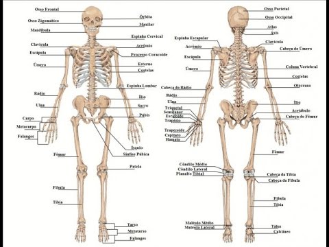 Qual é o menor osso do corpo humano?