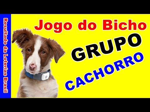 Qual é o número do cachorro no bicho?