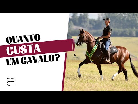 Qual é o preço de um cavalo?