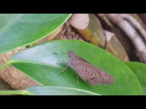 Qual é o significado da borboleta marrom dentro de casas?