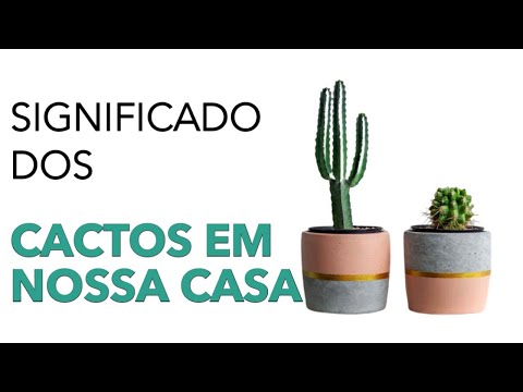 Qual é o significado de ter cactos dentro de casas?