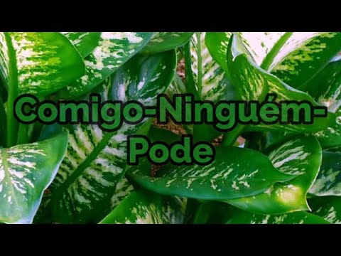 Qual é o significado espiritual da planta comigo-ninguém-pode?