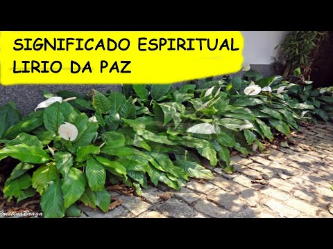 Qual é o significado espiritual do lírio da paz?