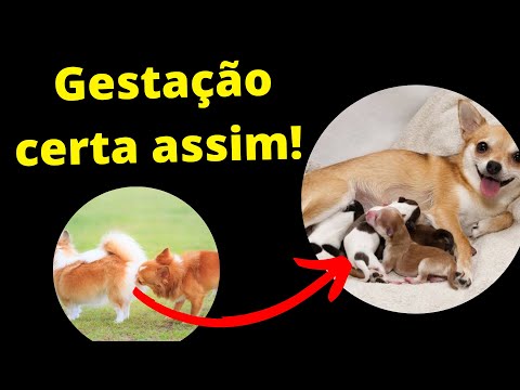 Qual é o tempo de gestação de um cachorro?