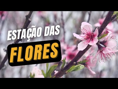 Quando a primavera começa?