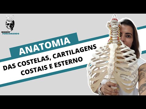 Quantas costelas o ser humano realmente possui?