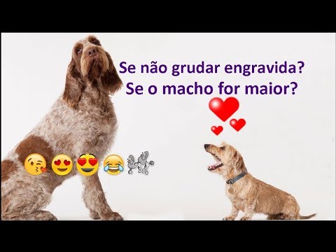 Quantas vezes um cachorro precisa se acasalar para engravidar?