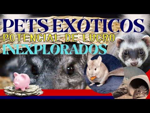 Quanto custa um furão? Descubra o preço deste pet exótico!