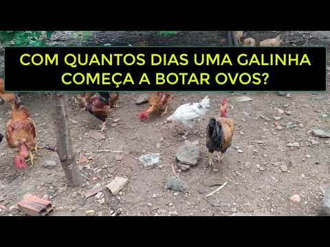 Quanto tempo leva para uma galinha poedeira botar ovo?