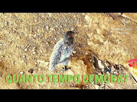 Quanto Tempo Uma Galinha Poedeira Leva Para Botar?