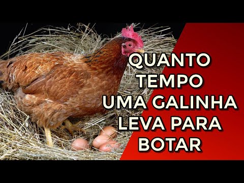 Quanto Tempo Uma Galinha Poedeira Leva Para Botar Ovos?