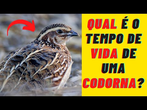 Quanto tempo vive uma codorna?